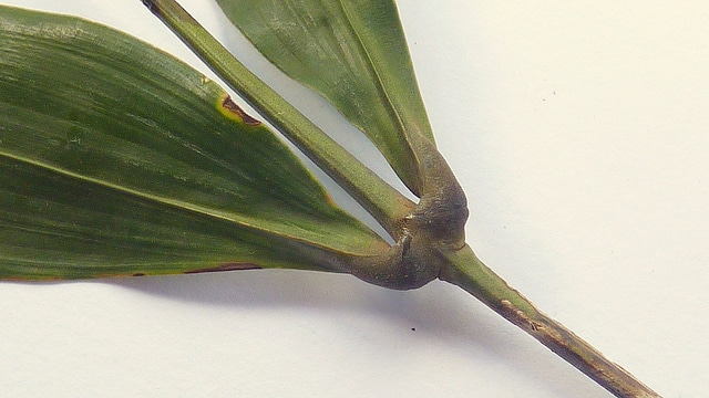 Desmoncus orthacanthos