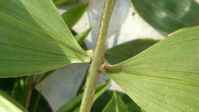 Desmoncus orthacanthos