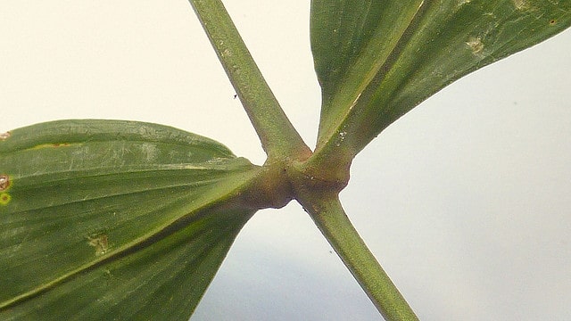 Desmoncus orthacanthos (Desmoncus orthacanthos)