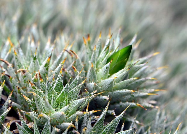Deuterocohnia brevifolia (Deuterocohnia brevifolia)
