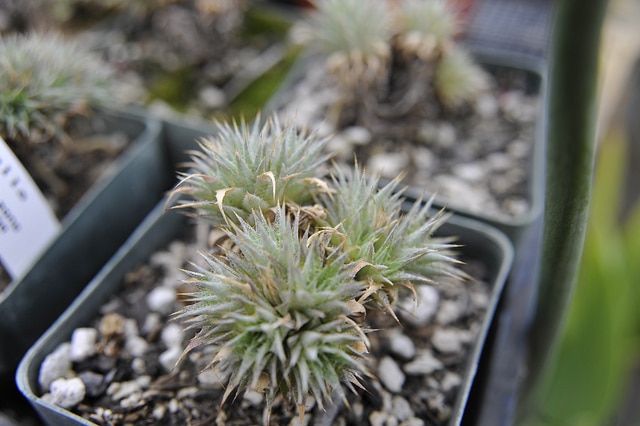 Deuterocohnia brevifolia