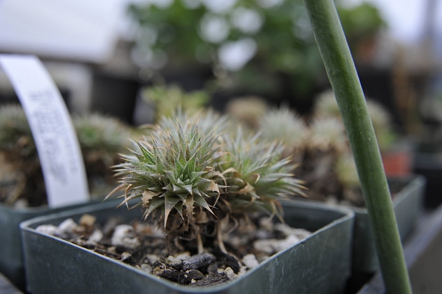 Deuterocohnia brevifolia