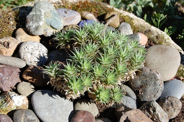 Deuterocohnia brevifolia