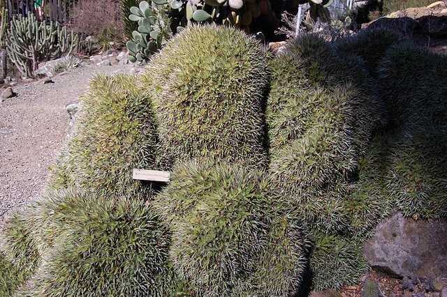 Deuterocohnia brevifolia