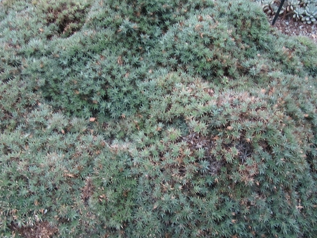 Deuterocohnia lorentziana