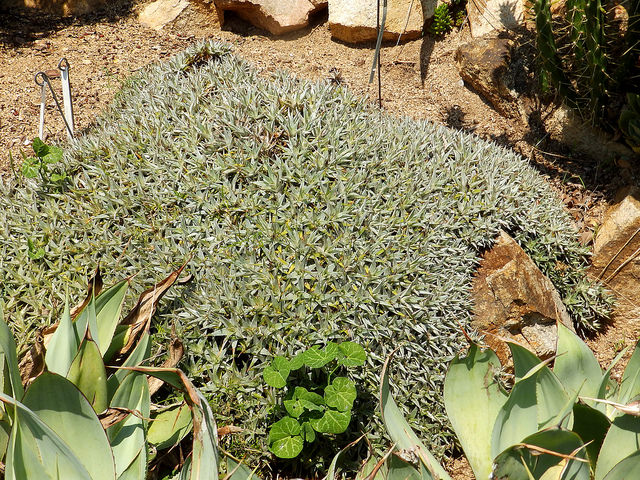 Deuterocohnia lorentziana