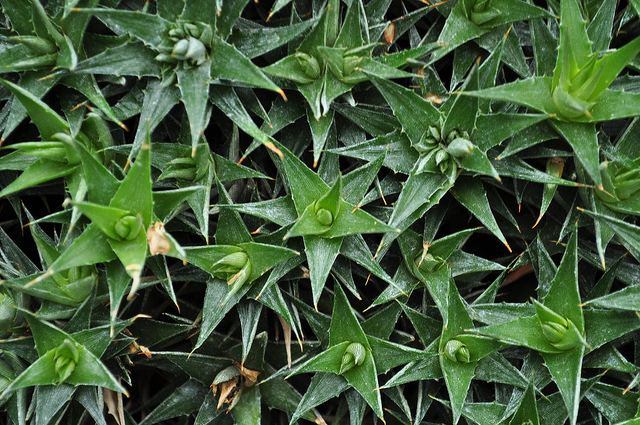 Deuterocohnia lorentziana (Deuterocohnia lorentziana)