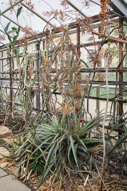Deuterocohnia meziana