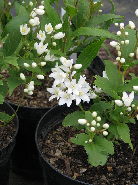 Deutzie crenelée (Deutzia crenata)