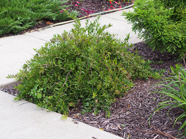 Deutzia gracilis (Deutzia gracilis)
