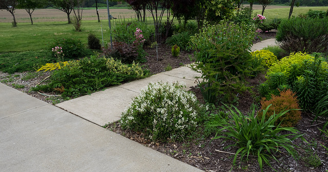 Deutzia gracilis