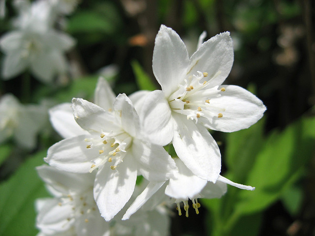 Deutzia gracilis