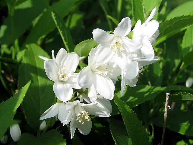 Deutzia gracilis