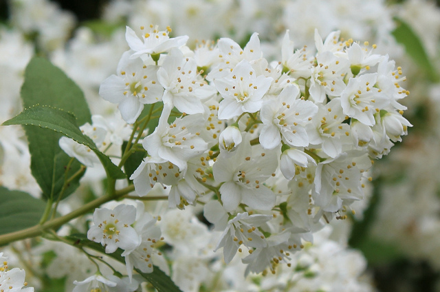 Deutzia gracilis
