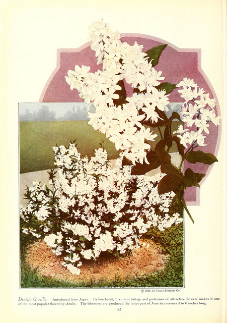 Deutzia gracilis