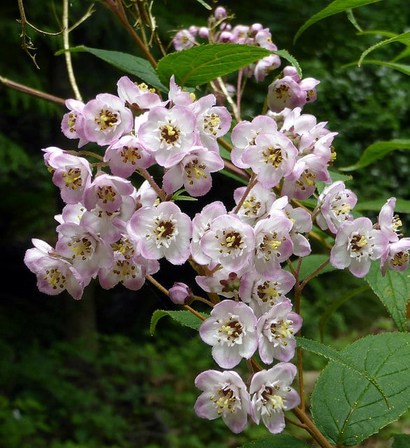 Deutzia hookeriana
