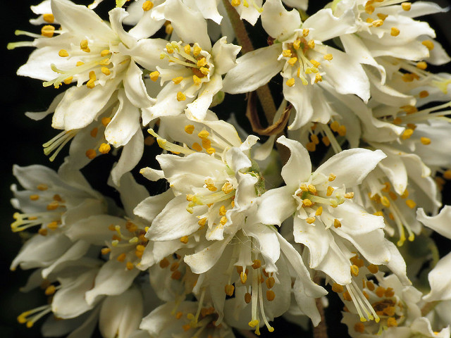 Deutzia rude