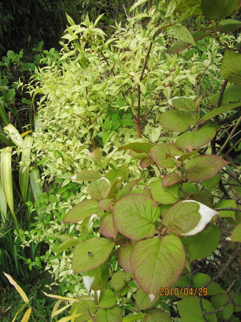 Deutzia rude