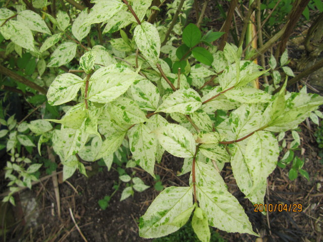 Deutzia rude