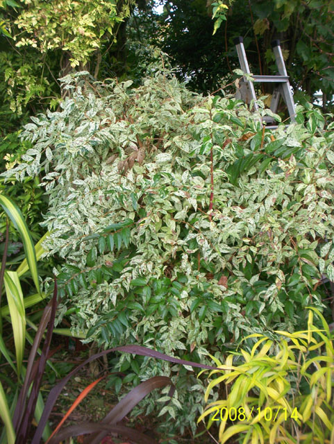 Deutzia rude