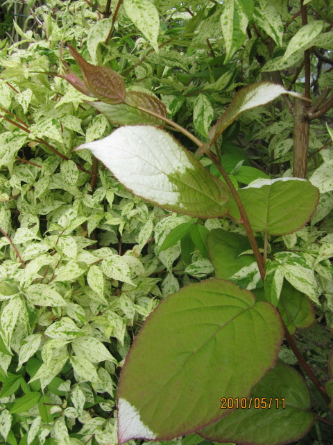 Deutzia rude