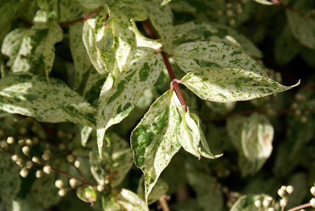 Deutzia rude (Deutzia scabra)
