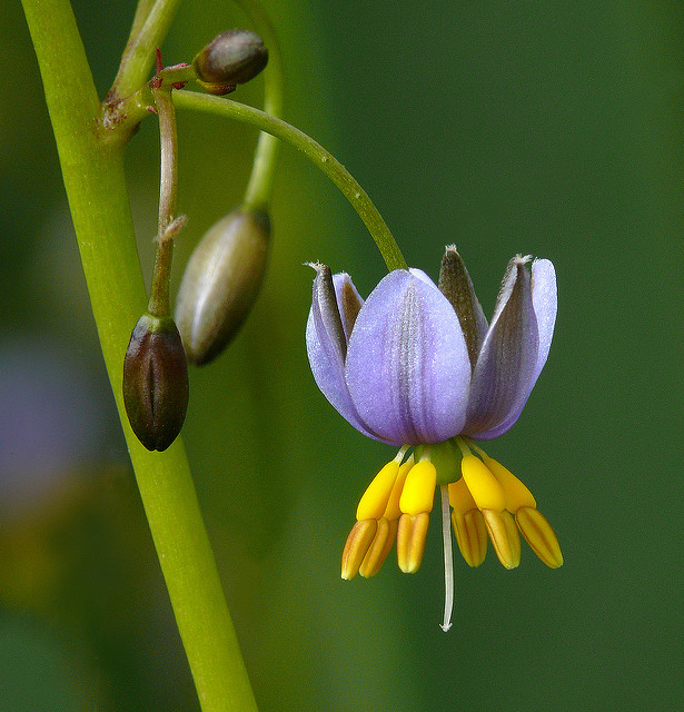 Dianella caerulea