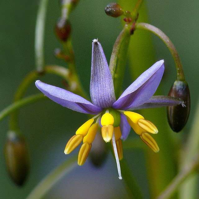 Dianella caerulea