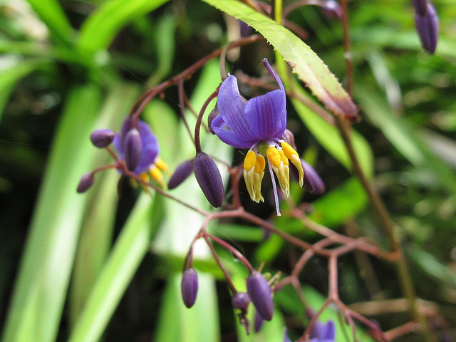 Dianella caerulea