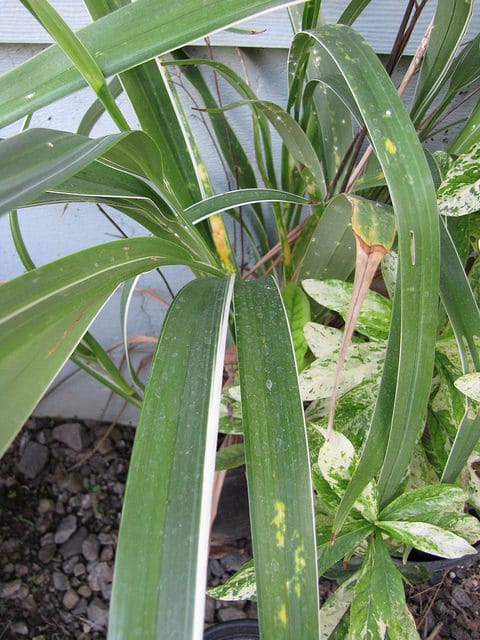 Dianella ensifolia (Dianella ensifolia)