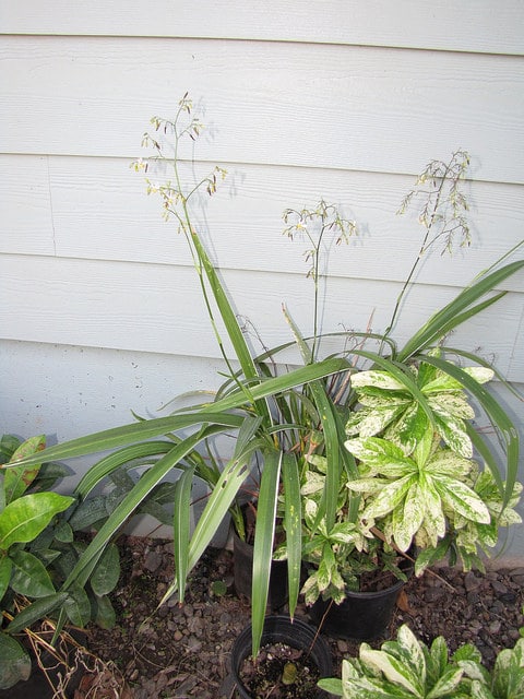 Dianella ensifolia