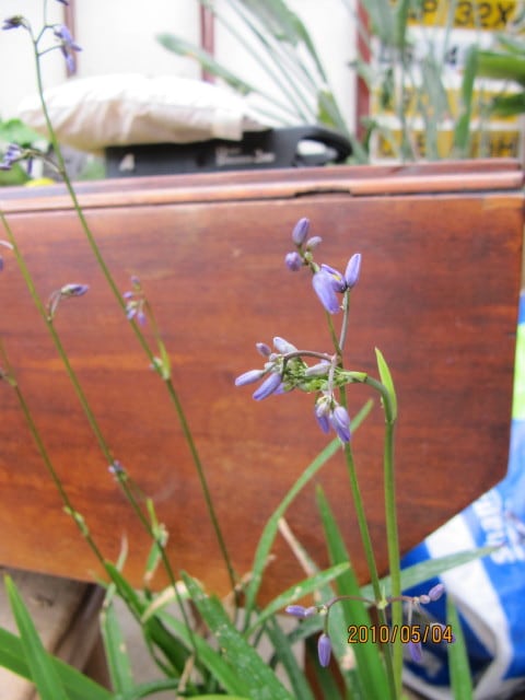 Dianella ensifolia