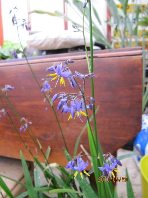 Dianella ensifolia