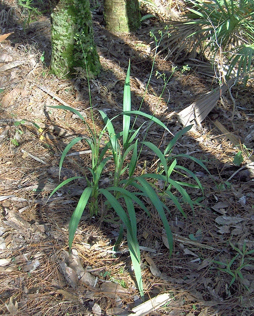 Dianella ensifolia