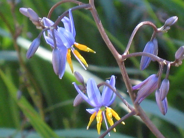 Dianella longifolia