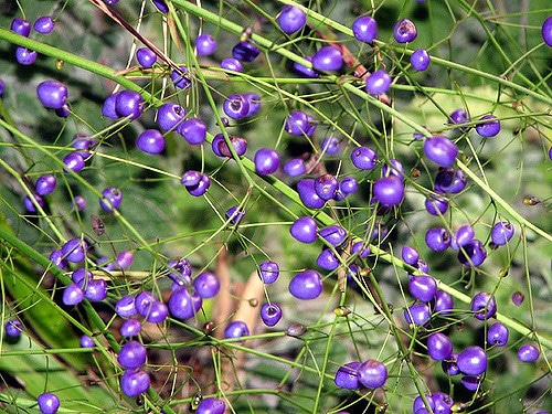 Dianella longifolia