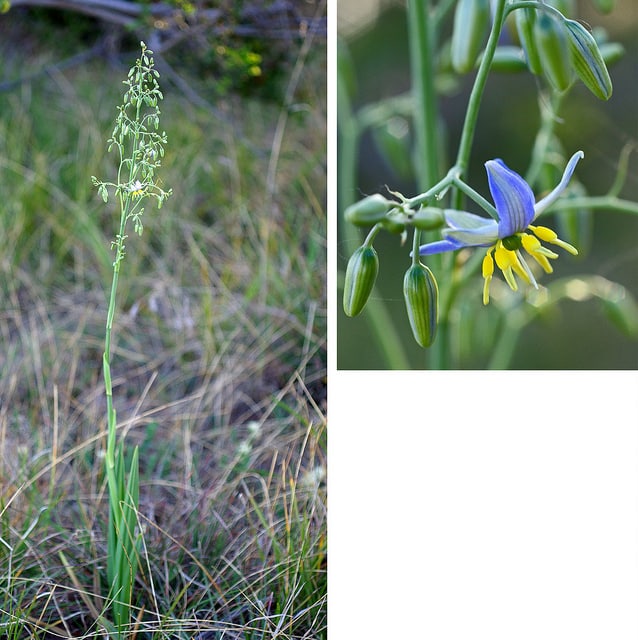 Dianella longifolia