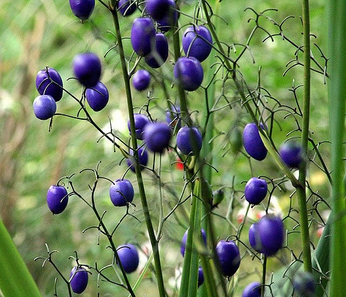 Dianella longifolia