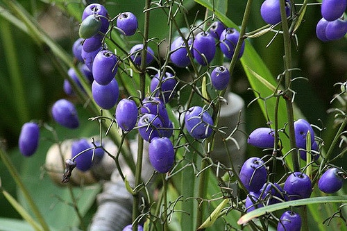 Dianella longifolia