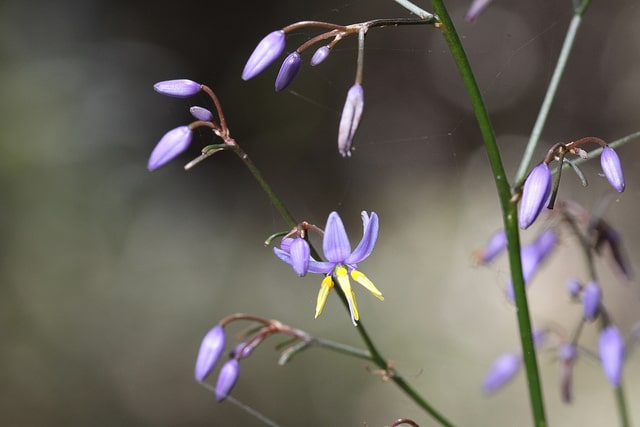 Dianella longifolia (Dianella longifolia)