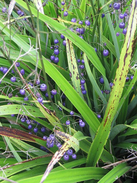 Dianella nigra (Dianella nigra)