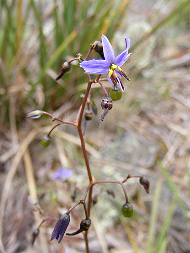 Dianella revoluta