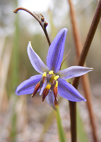 Dianella revoluta