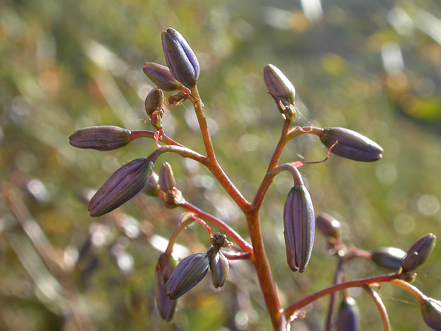 Dianella revoluta