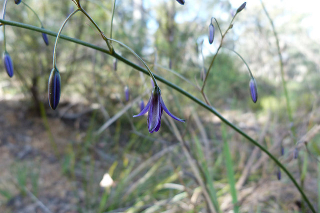Dianella revoluta