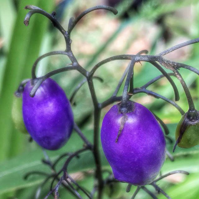 Dianella tasmanica (Dianella tasmanica)