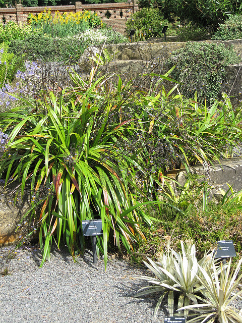Dianella tasmanica