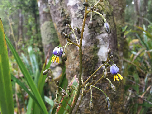 Dianella tasmanica