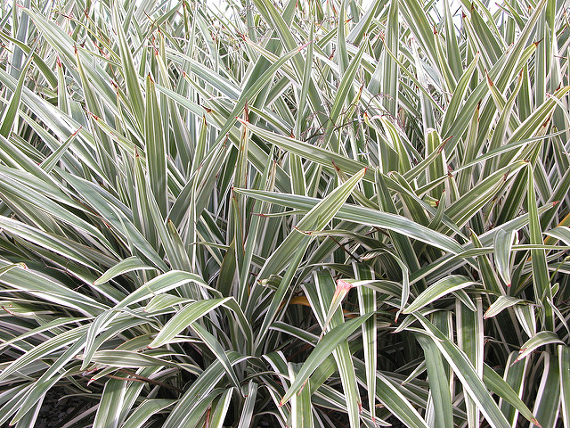 Dianella tasmanica
