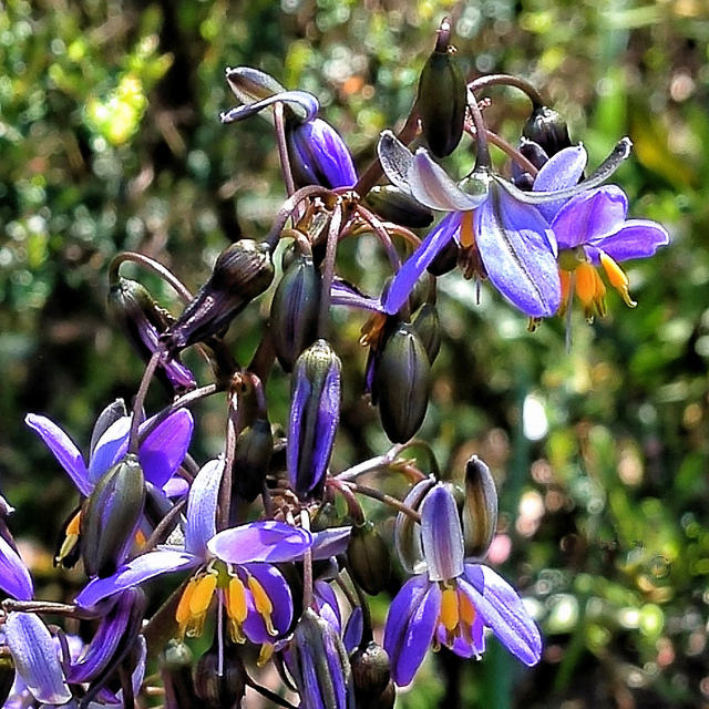 Dianella tasmanica